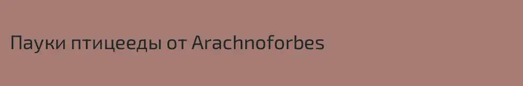 Пауки птицееды от Arachnoforbes